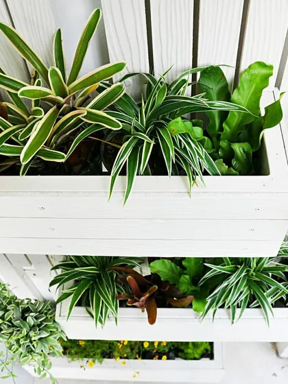 Our indoor green walls are built with modular systems that allow for creative designs and easy maintenance. This close-up shows how different plant varieties can be arranged in planters to create a full, textured living wall.