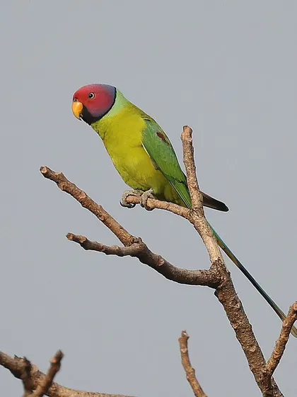 The Plum-headed Parakeet, endemic to the Indian subcontinent, boasts one of the most vibrant color palettes I've ever seen. This male was serenading a female from a treetop in a forest in Mumbai, and I was lucky to capture its stunning plumage.