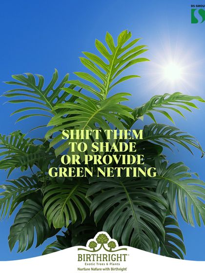 Summer care tip: The intense sun can scorch delicate leaves. I advise shifting plants to shadier spots or using green netting to protect them from the harsh heat.