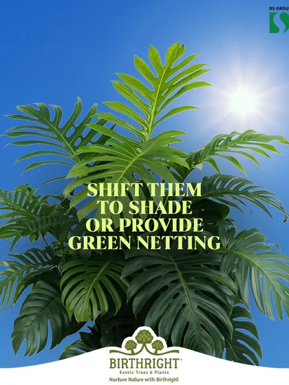 To protect your plants from the harsh summer sun, we recommend shifting them to a shaded area or providing green netting. This helps prevent leaf burn and keeps them healthy and vibrant.