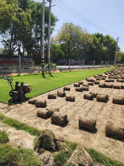 Delhi Gardner - Wholesale Plant & Turf Supply Natural Grass Turf: From Our Farm to Your Project photo 53