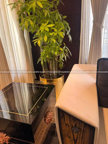 Another angle showcasing the Money Tree in its gold planter, this time highlighting its relationship with the sleek, modern coffee table and sofa.
