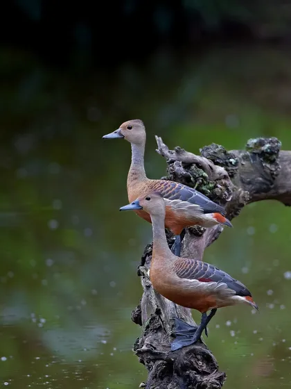 A pair of Lesser Whistling Ducks perched on a log. Their synchronized posture suggests a strong pair bond.