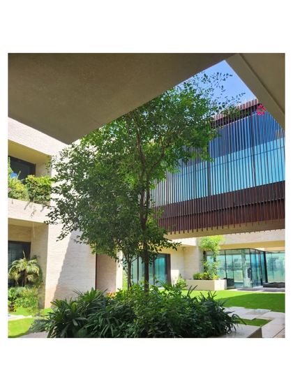 The central tree in the courtyard of our Dubai Hills villa. The entire home is organized around this green heart, blurring the lines between inside and out.