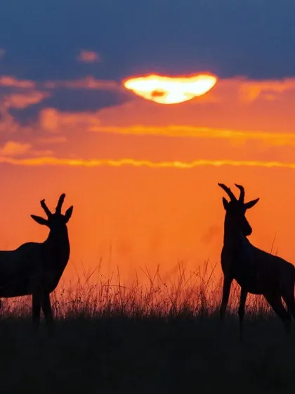 A pair of Topi antelope silhouetted against a fiery Masai Mara sunset. They paused just for a moment during a dominance fight, creating this perfectly balanced and dramatic scene.
