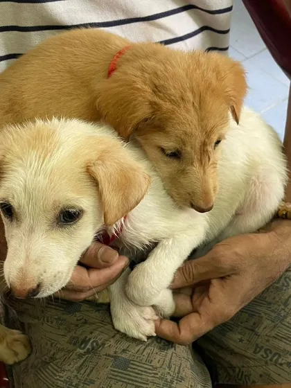 Two adorable 45-day-old puppies cuddling in their rescuer's lap. Miss Bailey, the darker cream one, is still looking for her home.