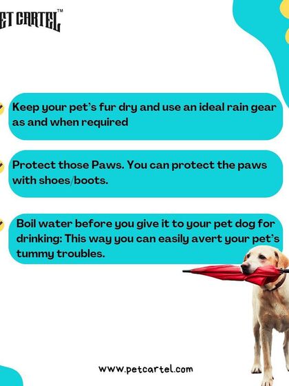 Pet Cartel - Pet Supplies & Food Delivery Our Shop & Services photo 10