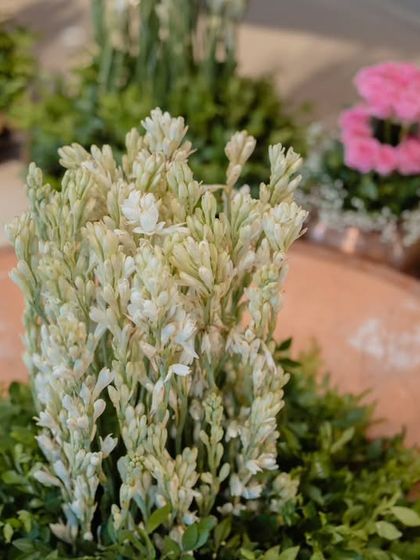 Elegant Receptions & Engagements photo 24