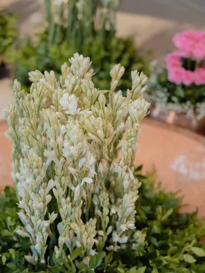 A simple yet elegant arrangement of white tuberoses. I use fragrant flowers like these to engage all the senses and create a welcoming atmosphere.