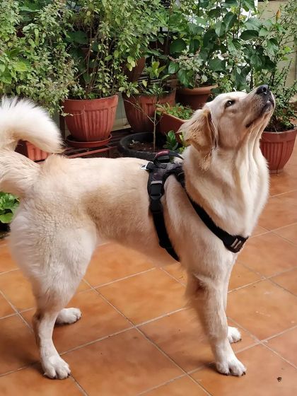 Jazzy's Pet Care - In-Home Dog Boarding Our Home is Their Home photo 15