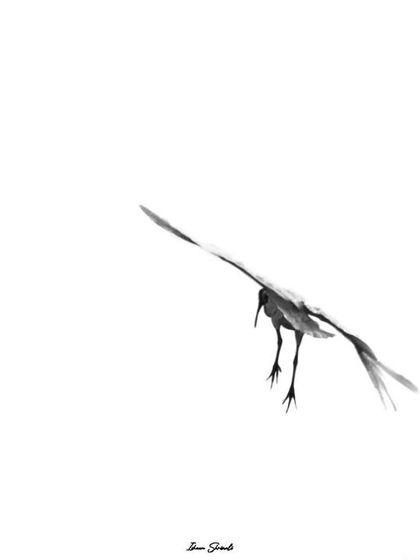 A high-key black and white photo of an Ibis coming in for a landing. The minimalist style focuses the viewer's attention on the bird's graceful, almost delicate, posture as it descends.