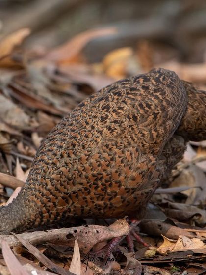 The amazing camouflage of a Red Spurfowl against the forest floor. This shot shows the bird foraging among the dry leaves.