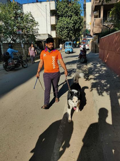 A majestic Husky getting in his steps. High-energy breeds need more than just a stroll, and our walkers are prepared to match their pace.