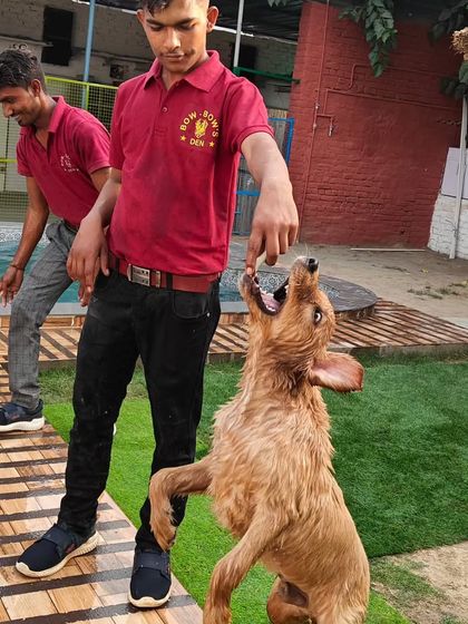 A post-swim treat for a very good boy. Our team loves rewarding the dogs for their great energy and happy spirits.
