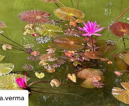 The diverse colors of lily pads and lotus flowers in our pond, as seen through the lens of a guest enjoying their second day with us.