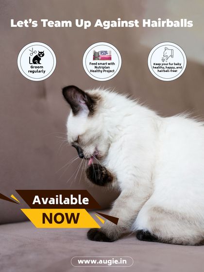 Augie Pets - Pet Grooming Services Seasonal & Health Care Guides photo 21