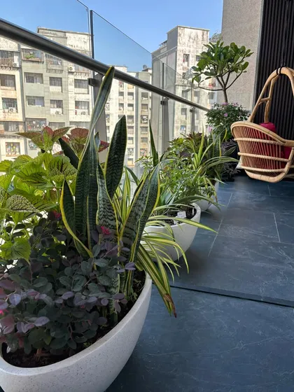 A close-up of the plant selection for a high-rise balcony, featuring snake plants and other hardy varieties. These plants are excellent air purifiers and are very tolerant of the sometimes harsh conditions on an exposed balcony.