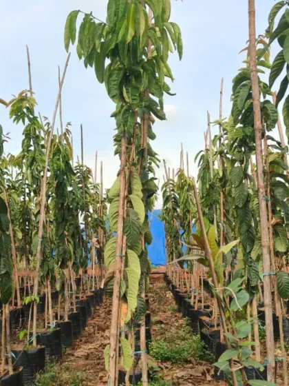 I stock a variety of big trees, from 8 to 12 feet in height, including this Kadamba tree.