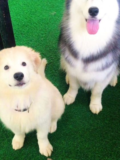 A fluffy puppy with his big Husky friend.