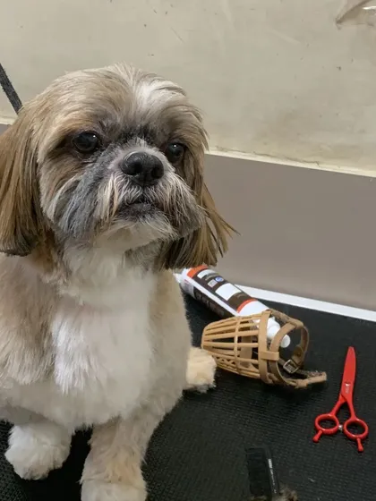 A slightly different angle of this freshly groomed Shih Tzu, showing off its neat and tidy new look.