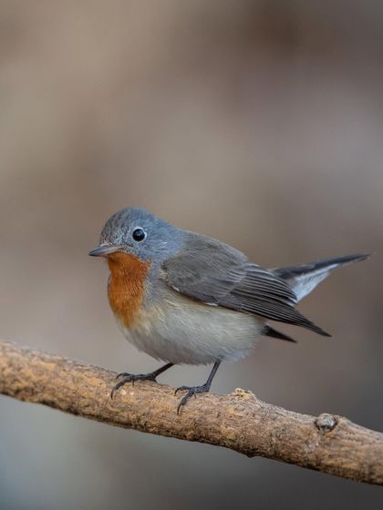 The male Red-breasted Flycatcher, showing its characteristic orange-red throat. A great example of the diverse flycatcher species we can find.