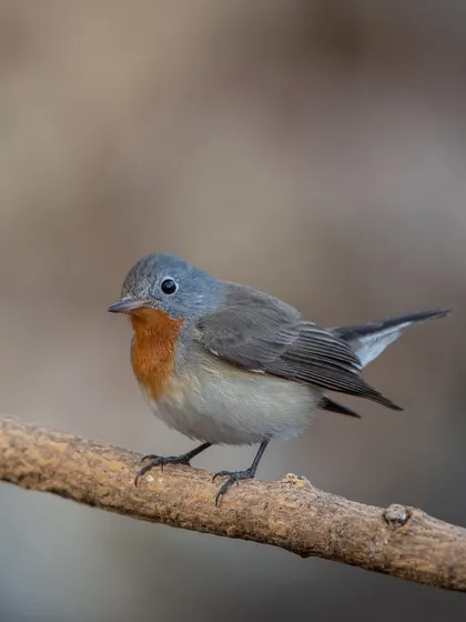 The male Red-breasted Flycatcher, showing its characteristic orange-red throat. A great example of the diverse flycatcher species we can find.