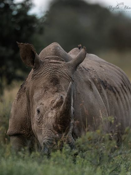 A close-cropped portrait of a White Rhino. This tight framing allows the viewer to focus on the incredible texture of its skin and its powerful presence.