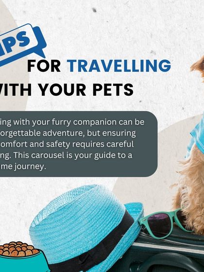 Traveling with your furry companion can be an unforgettable adventure. This guide provides essential tips to ensure their comfort and safety, making your journey a pawsome one.