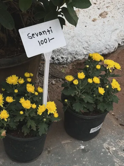 These cheerful yellow Sevanti, or Chrysanthemums, are perfect for adding a splash of sunshine to your home. They are easy to care for and bloom profusely.