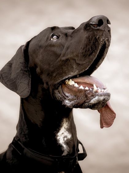 A slightly different angle of Sabbath's happy face, looking upward. The simple background keeps all the attention on his expressive eyes and impressive jowls.