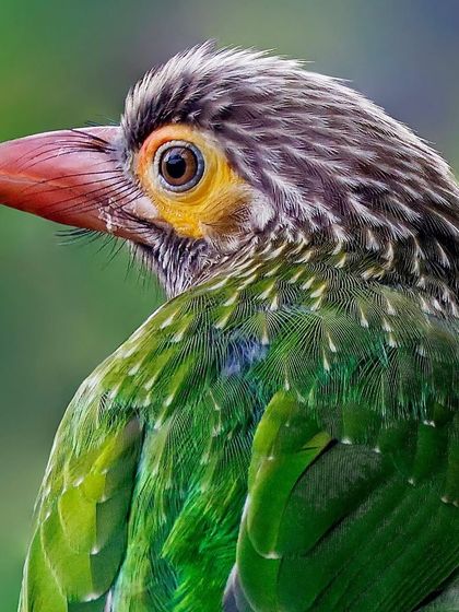 A detailed portrait of a Brown-headed Barbet looking over its shoulder. The shot captures the coarse, bristle-like texture of its head feathers and its pale yellow eye-ring.