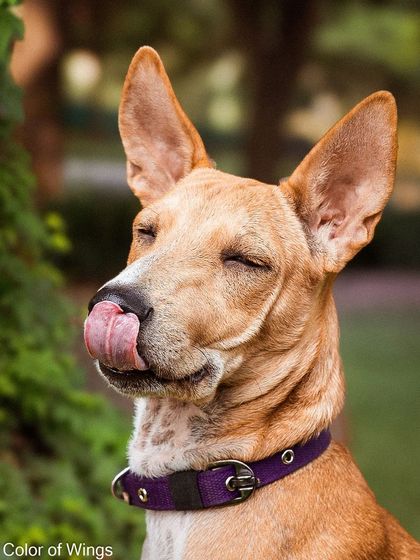 Another shot of the happy and contented Jimmy Choo. His closed eyes and licking nose show a dog that is feeling good, an appealing trait for adopters.
