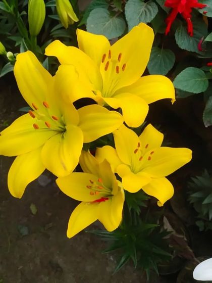 A bunch of bright yellow Asiatic Lilies. These flowers are very elegant and make a great centerpiece.