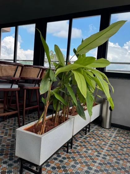 These Calathea plants in long planters add a touch of the tropics to a rooftop space. Their large leaves provide a beautiful contrast against the sky and surrounding architecture.
