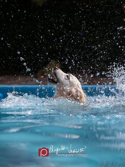 Pragalbh - Commercial Pet Photography Action & Lifestyle Photography photo 3