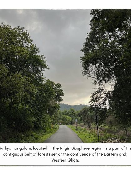 The road into the Sathyamangalam forest, part of the Nilgiri Biosphere. This unique region is home to a rich biodiversity and the indigenous communities we are working with.