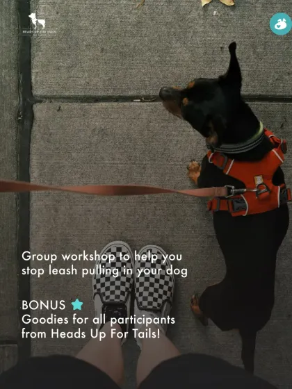 The Pack - Pet Parent Education & Workshops Join the Pack: In-Person Events (Bangalore) photo 3