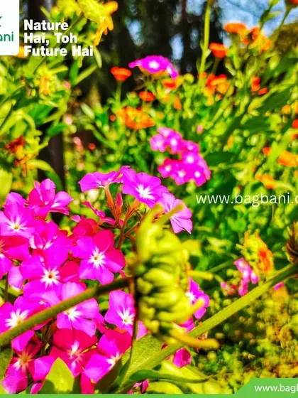 A close-up of pink Phlox flowers, another beautiful winter annual we provide, seen here with Calendulas in the background.