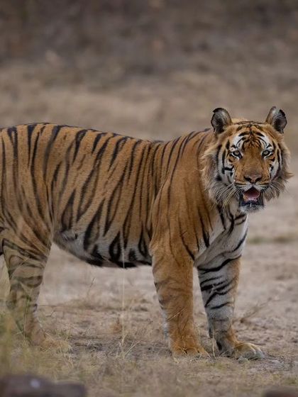 The amazing Pujari of Bandhavgarh. After being in exile for years, he returned to his home ground as a dominant male, and we were lucky to spend hours with him as he cooled off in a waterhole.