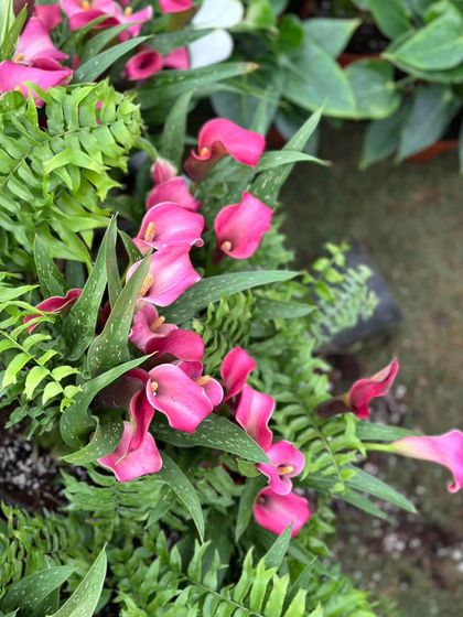 A beautiful arrangement of pink Calla Lilies nestled among ferns. These elegant, trumpet-shaped flowers are radiant and full of magic, making a wonderful gift.