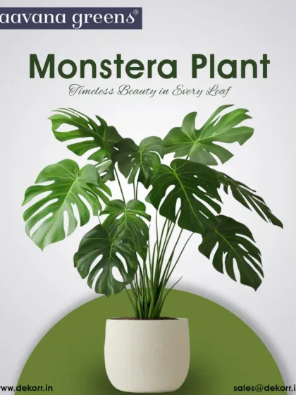 The iconic Monstera plant, known for its unique leaves, adds timeless beauty and tropical charm to any indoor space. Our artificial version is a high-impact, low-maintenance decor upgrade.