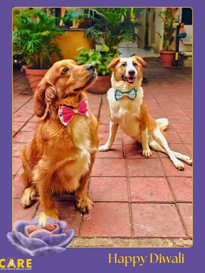 Charlie's Animal Rescue Centre - Animal Rescue & Adoption Life at the Shelter photo 16