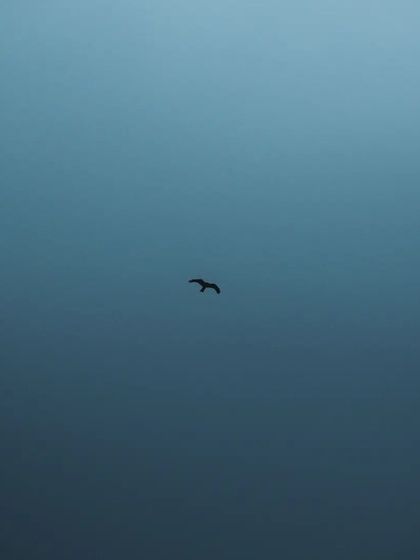 Lalith - Wildlife & Nature Photography Wings in Motion photo 23