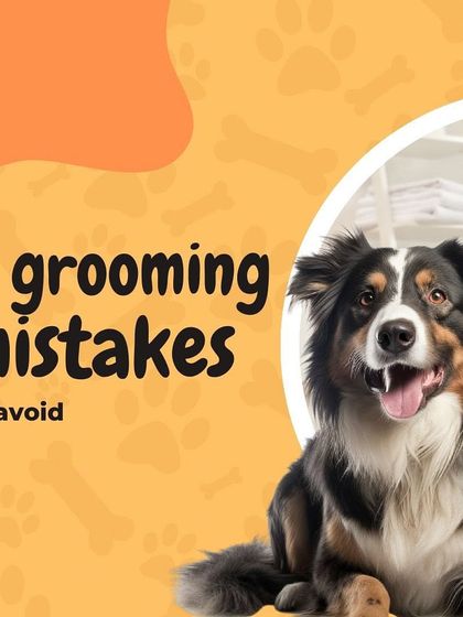 Oh My Dawg - Pet Grooming Services Pet Care Tips from Our Experts photo 5