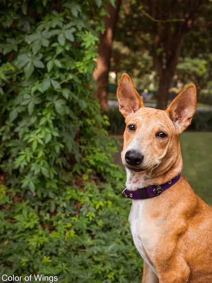 A final portrait of Jimmy Choo, showcasing his alert ears and intelligent eyes.