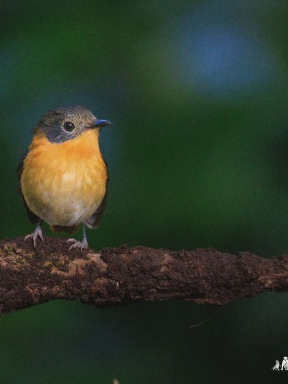 The Black-and-orange Flycatcher, an endemic resident of the shola forests above 1000 meters in the Western Ghats. A true jewel of the Nilgiris.