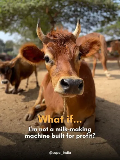 We ask people to see animals from a different perspective. What if we saw them not as machines built for profit, but as sentient beings who feel joy, pain, and love, just like us?