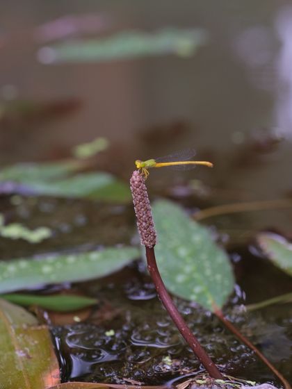 A delicate damselfly rests on a plant stem in our new experimental pond at the Aranya nursery. The arrival of these insects is the first sign of life in a newly created aquatic habitat.