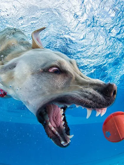 A powerful shot of a dog lunging for a football. We capture the athleticism and drive of your pet in these high-energy sessions.