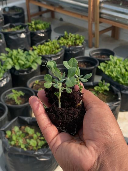 Look at the healthy roots on these pea saplings. A good seedling mix with cocopeat helps develop a strong root system, which is key for a healthy plant.